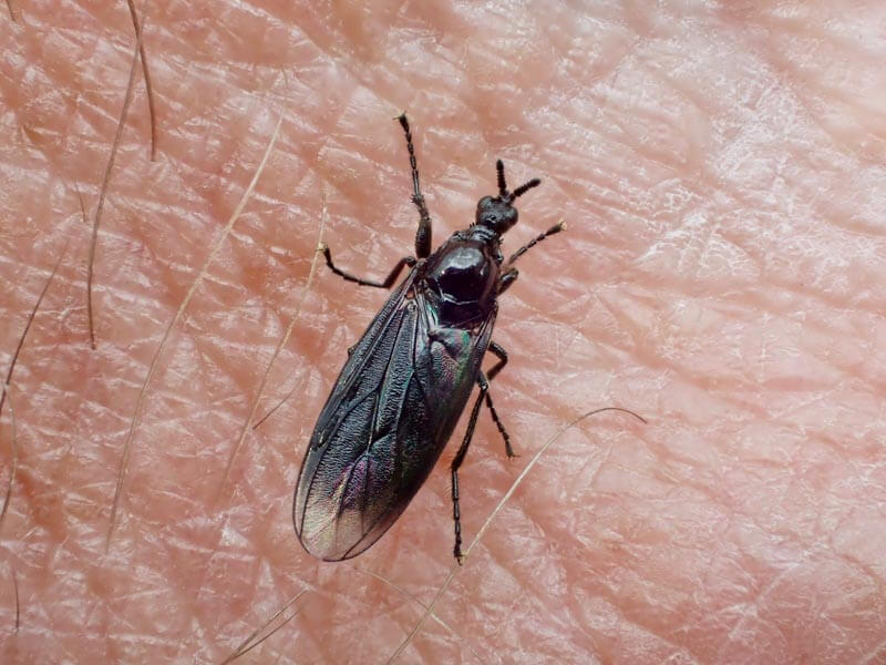 Black Gnat (female)