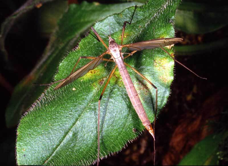 Daddy long legs dry fly