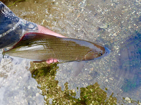 Hampshire Avon grayling caught in mid November 2017 on a size 24 CdC