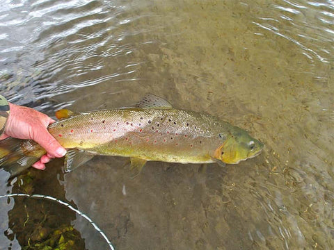 4lb 14oz brown trout taken on a 3 weight Italian Casting set up & 16’/5m leader on a day when the headwind was gusting at 45mph