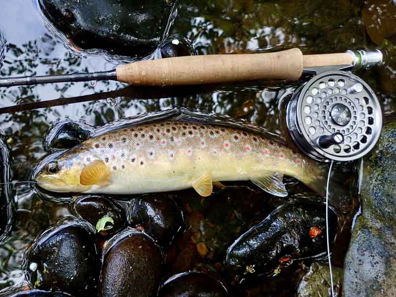 Fly Fishing for Educated Wild Trout & Grayling in UK - Sunray Fly Fish