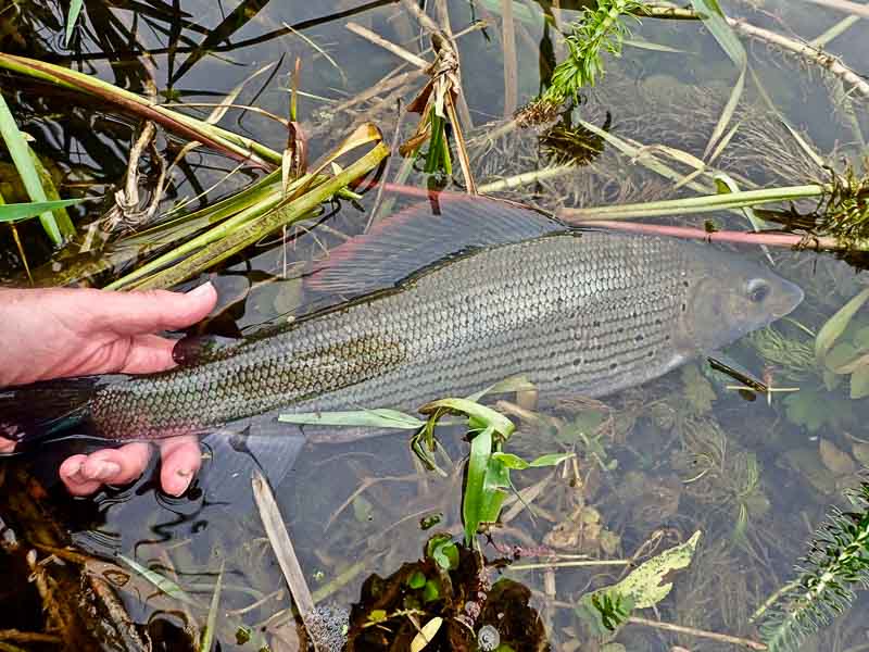 3lb 0oz Driffield Beck grayling