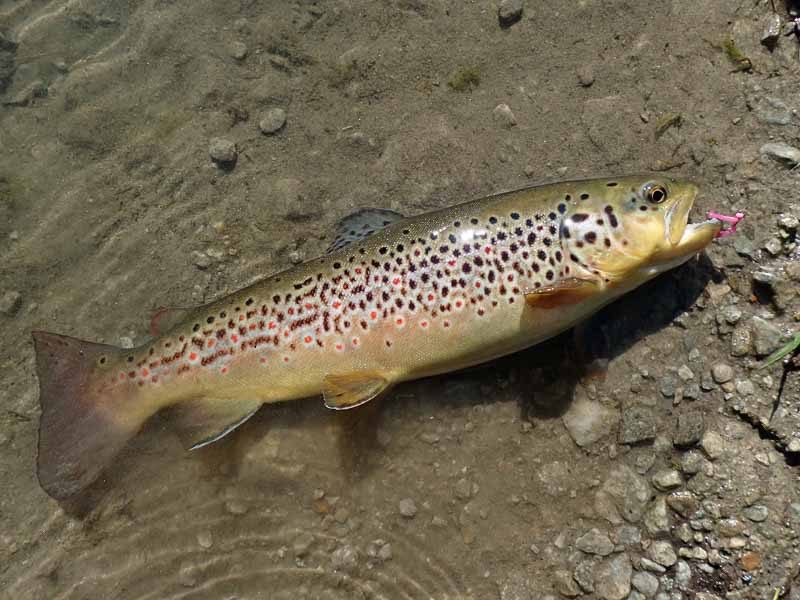 Austrian lake brown trout caught on a static Pink Squirmy Worm