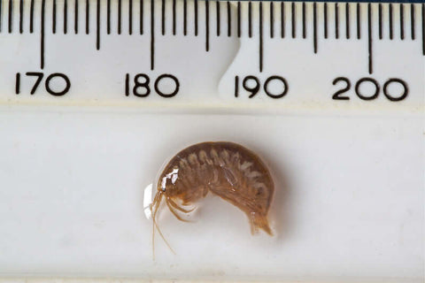 Gammarus tigrinus