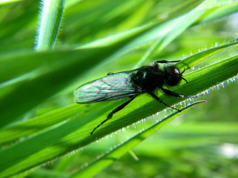 Mosca del biancospino (maschio)