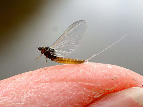 American BWO female spinner