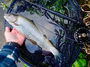 A Wansford Lake grayling & Sunray ZERO rod, plus 0 weight jeremy Lucas line