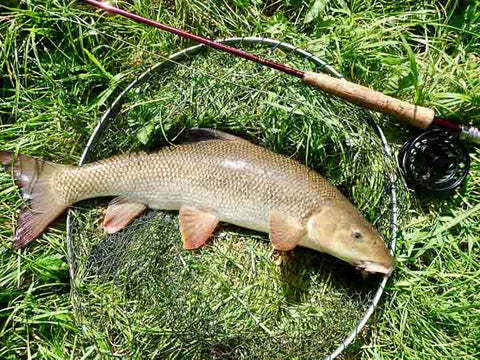 Barbel that took a Martin’s Minnow variant