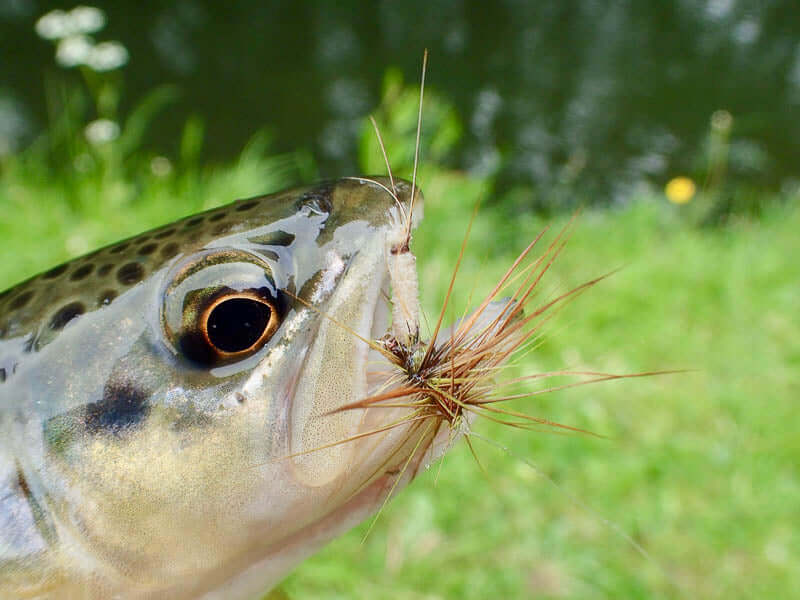 MUST HAVE Lures For Stillwater Trout - Fly Selection