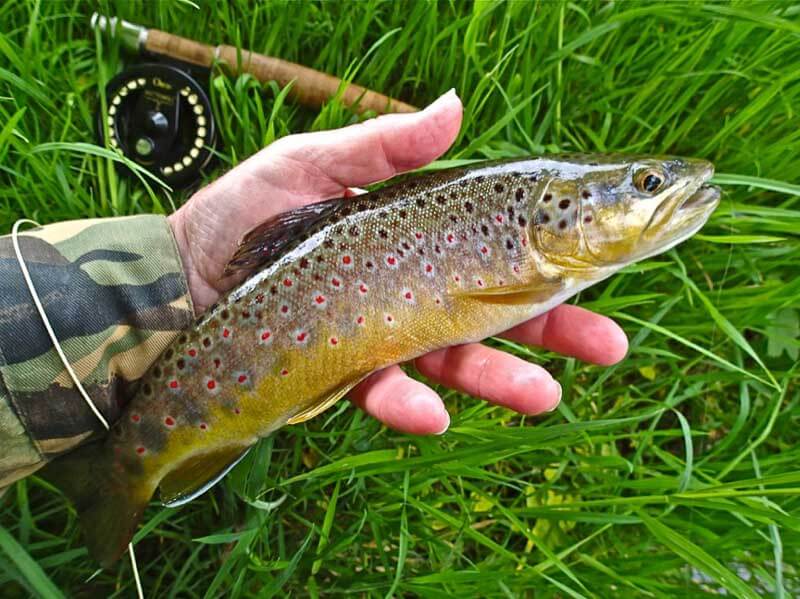 Give me a stunning little wild trout every time!