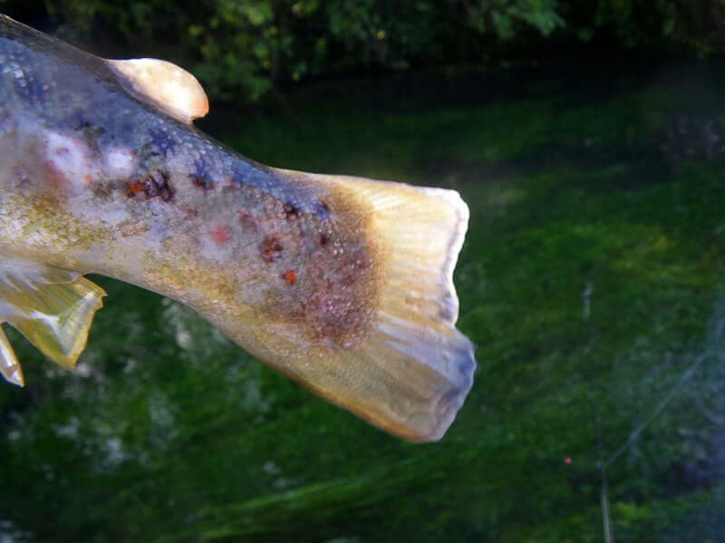 Mangled tail with Saprolegnia fungal infection on a freshly stocked trout