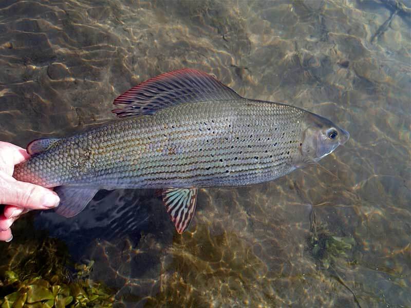 Driffield Beck grayling taken on a Silver Bead-head Partridge & hare’s Ear Spider