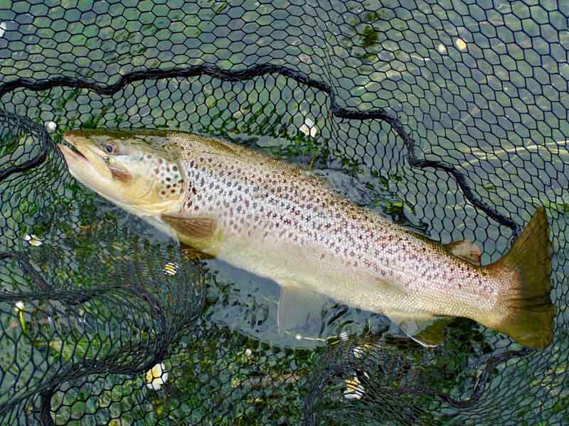Chalk stream trout caught on a small streamer