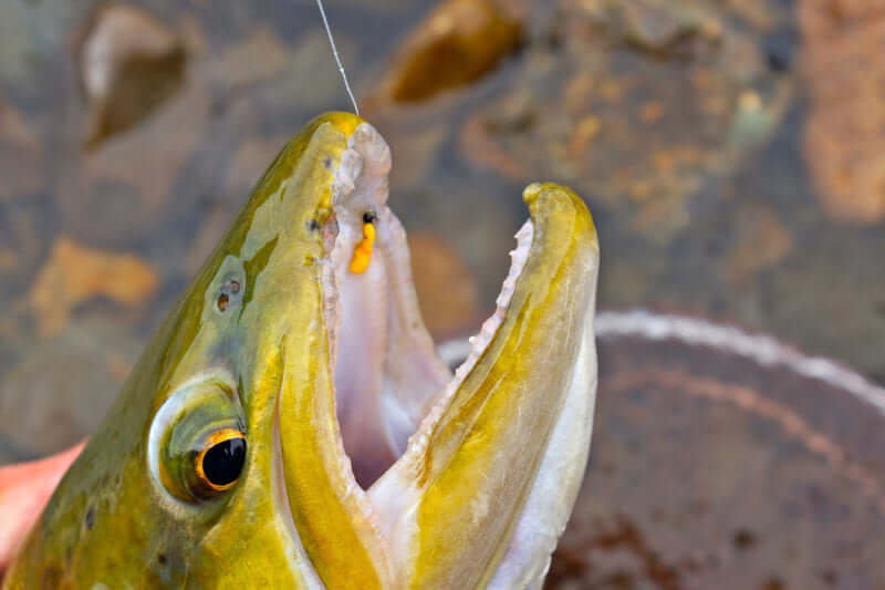 New Zealand willow grubber