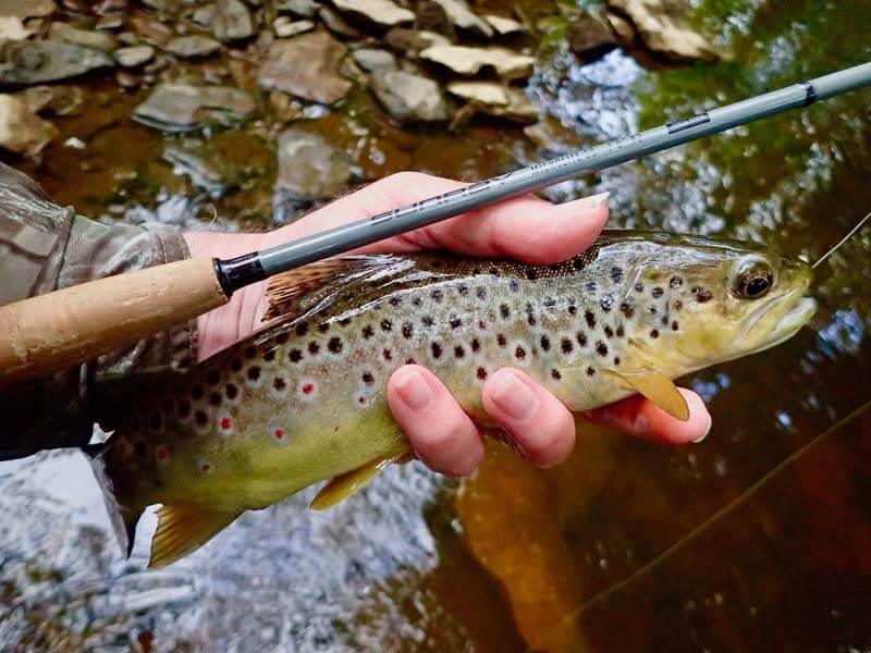 A good sized wild Driffield Beck trout caught on a size 20 CdC IOBO Humpy in late May 2020