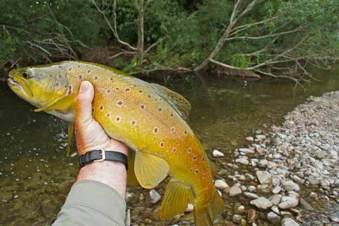 A good sized willow grubber is returned trees in the background on a tiny brook