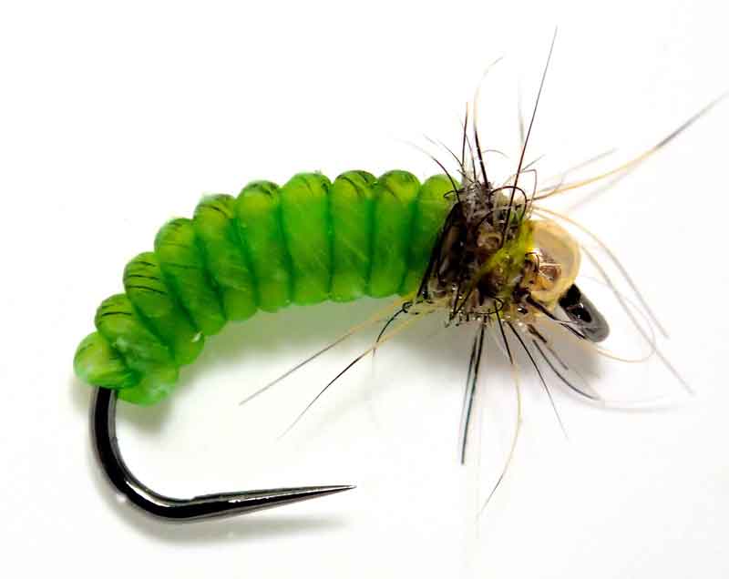 Catgut Caddis Puppe/Larve