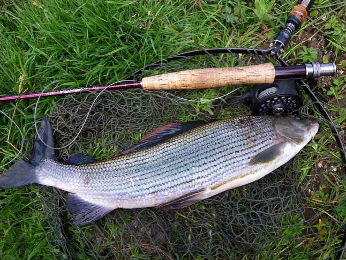 2lb 10oz grayling caught with a size 26 Black Buzzer Pupa