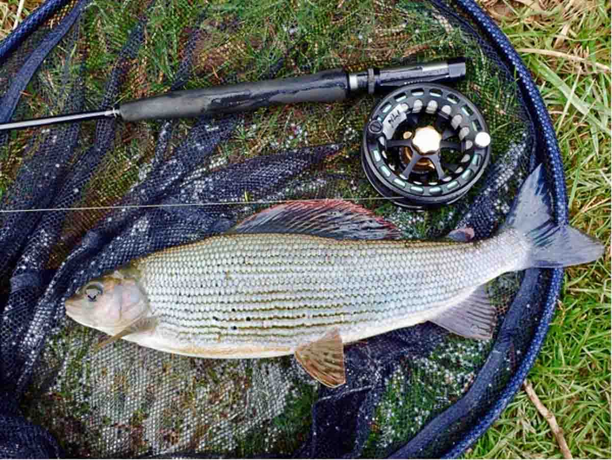 1lb 10oz Wansford Lake grayling