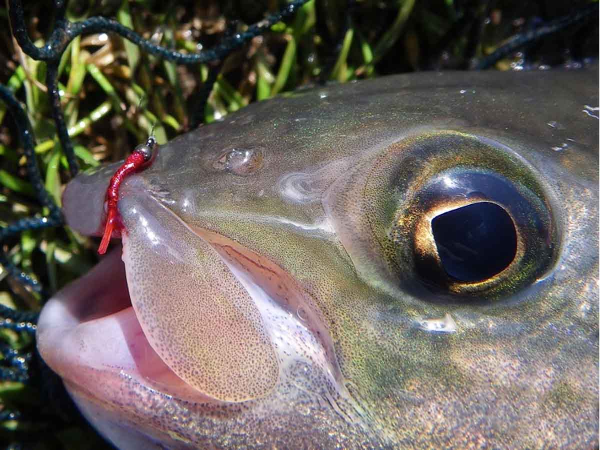 Size 20 Micro-Bloodworm