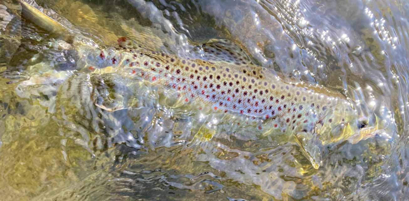 Fly Fishing for Grayling & Trout in Poland