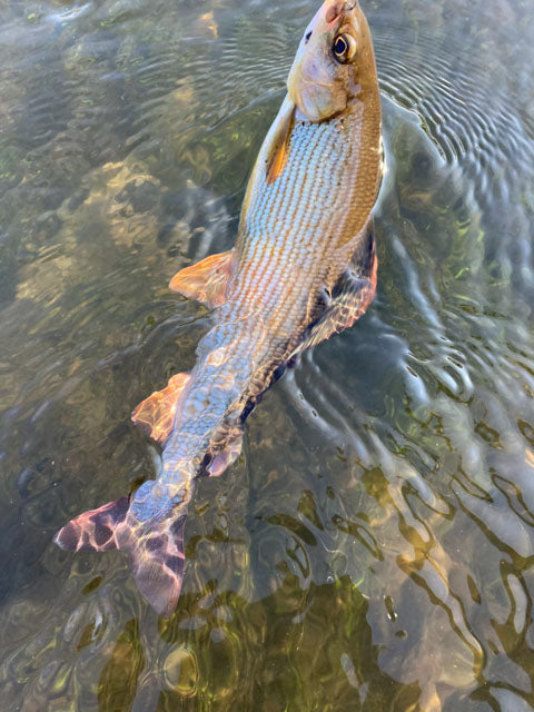 Pesca a mosca per temoli e trote in Polonia