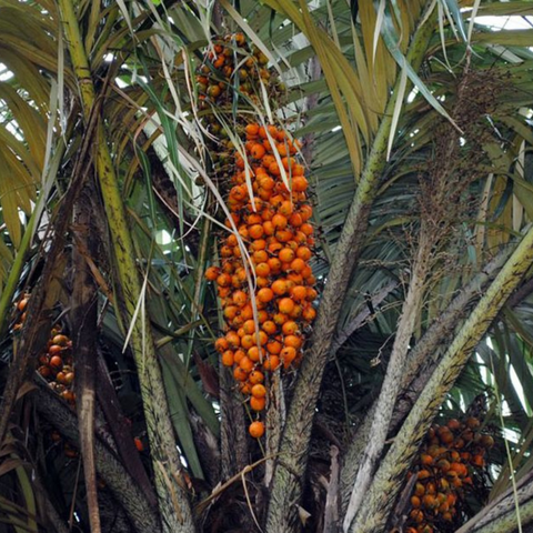 Tucuma fruit in a tree.