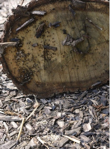 underside of raw wood disc or log with insects