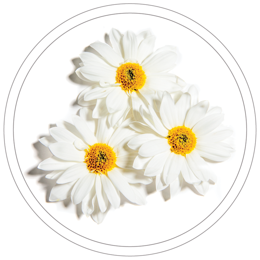 Daisy Petal Extract