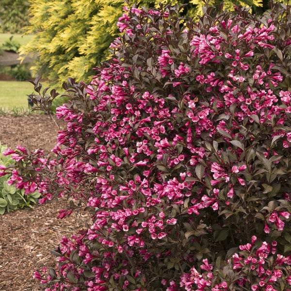 Weigela flo. 'Fine Wine®' – Bay Gardens