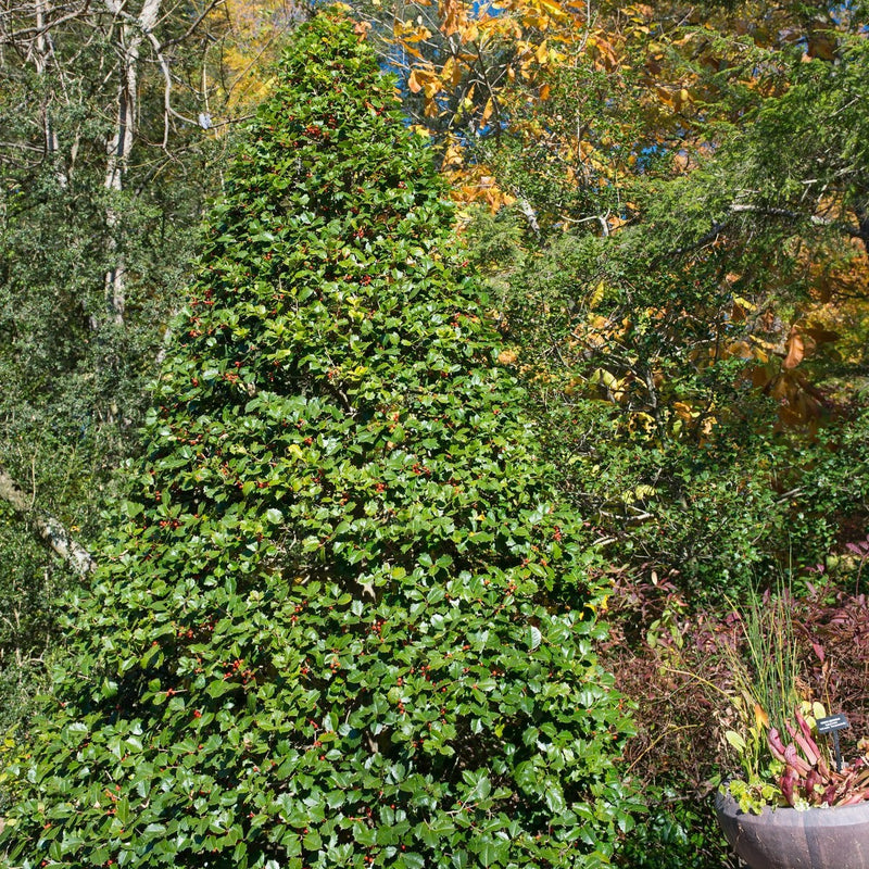 Holly 'American' – Bay Gardens