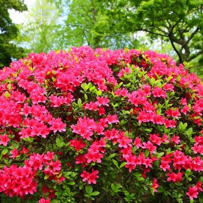 Buy Girards Crimson Azalea Online | Flowering Shrub | Bay Gardens