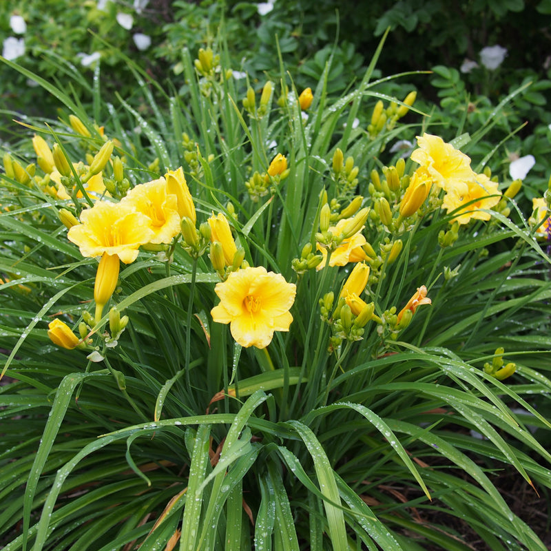 Buy Daylily Stella D Oro Online Yellow Flower Perennial Bay Gardens   14470462262 D2d2be5141 O 800x 