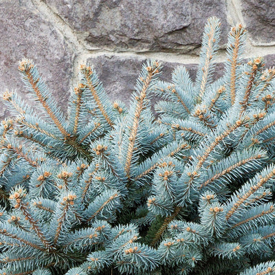 Baby Blue Blue Spruce (Picea pungens 'Baby Blue') in Billings, Montana (MT)  at Canyon Creek Nursery