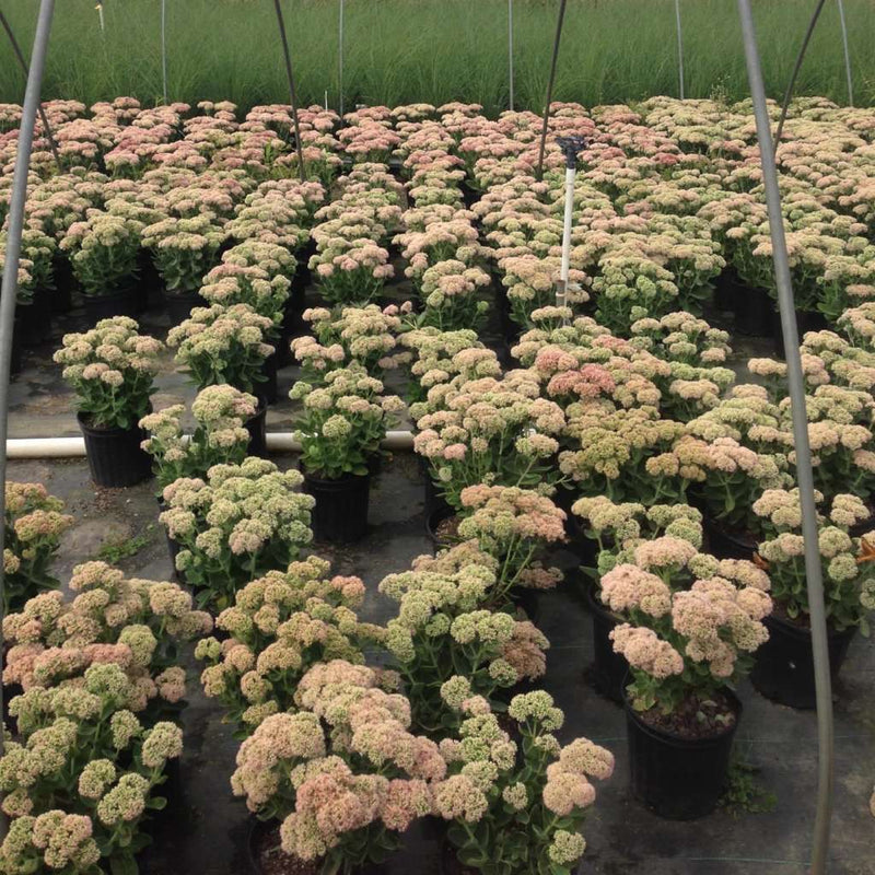 autumn joy sedum sun requirements