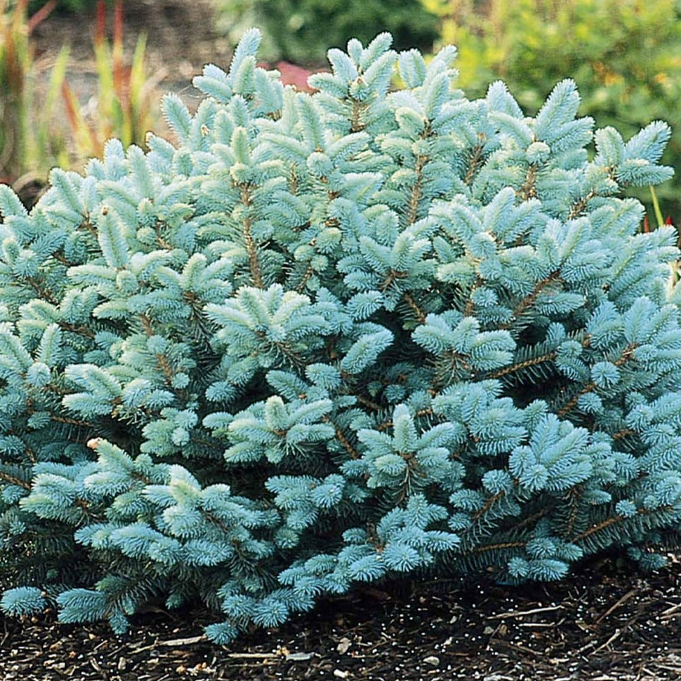 Ель колючая glauca globosa