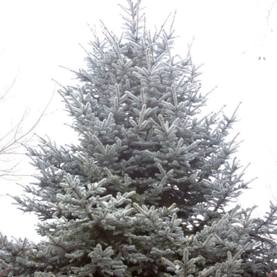 Baby Blue Blue Spruce (Picea pungens 'Baby Blue') in Simcoe, Ontario (ON)  at Eising Garden Centre