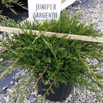 Juniperus virginiana 'Green Point' #3 (Eastern Red Cedar) - Scioto Gardens  Nursery