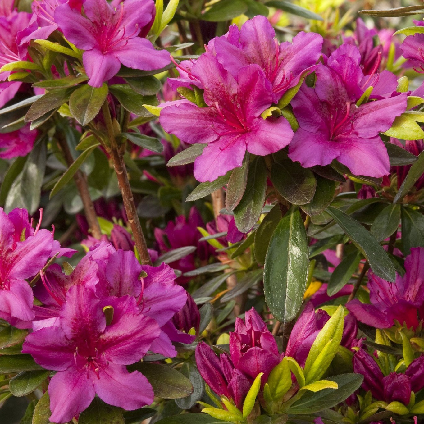 Buy Girards Fuschia Azalea Online | Flowering Shrub | Bay Gardens