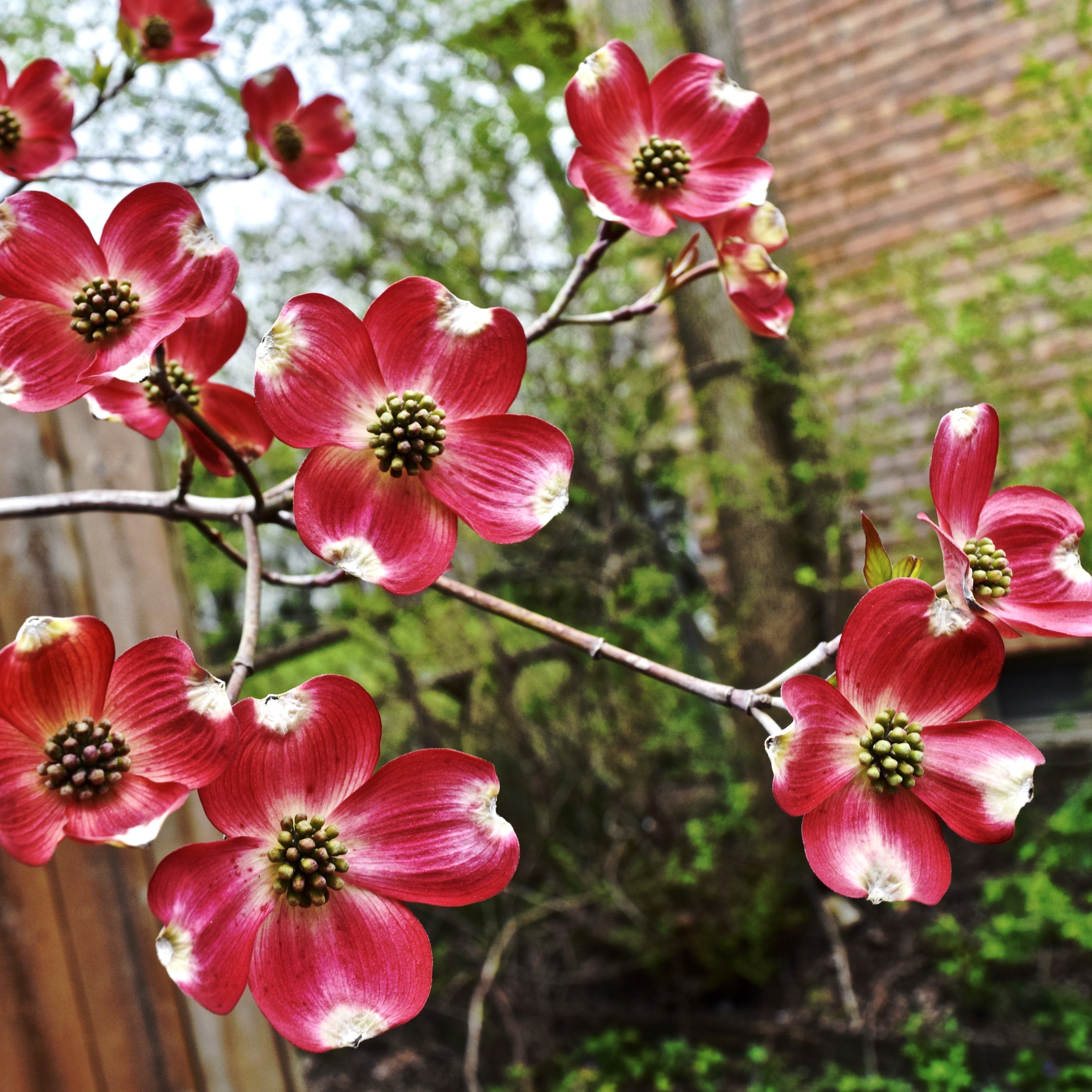 information on cherokee brave dogwood tree