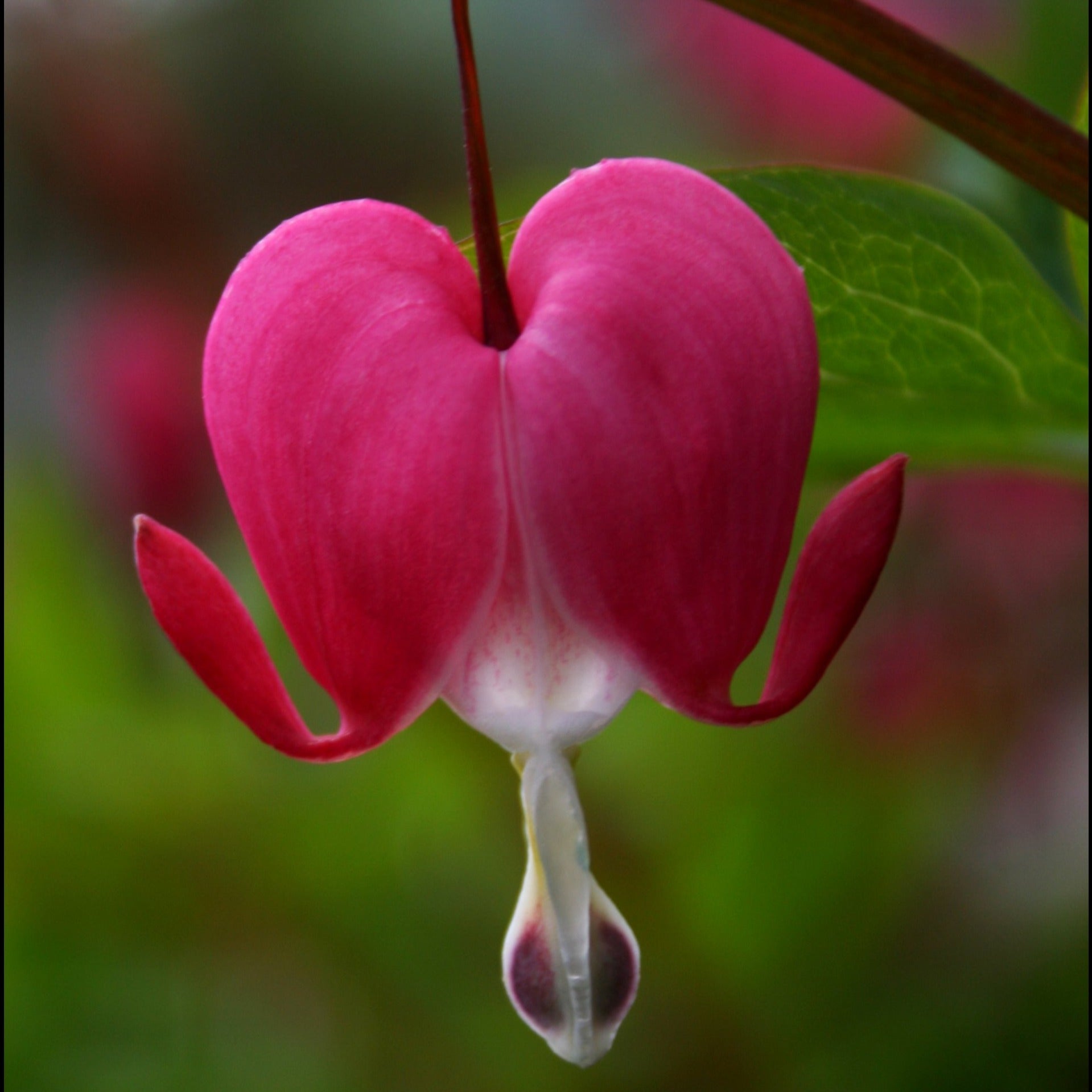 wild bleeding heart bloom