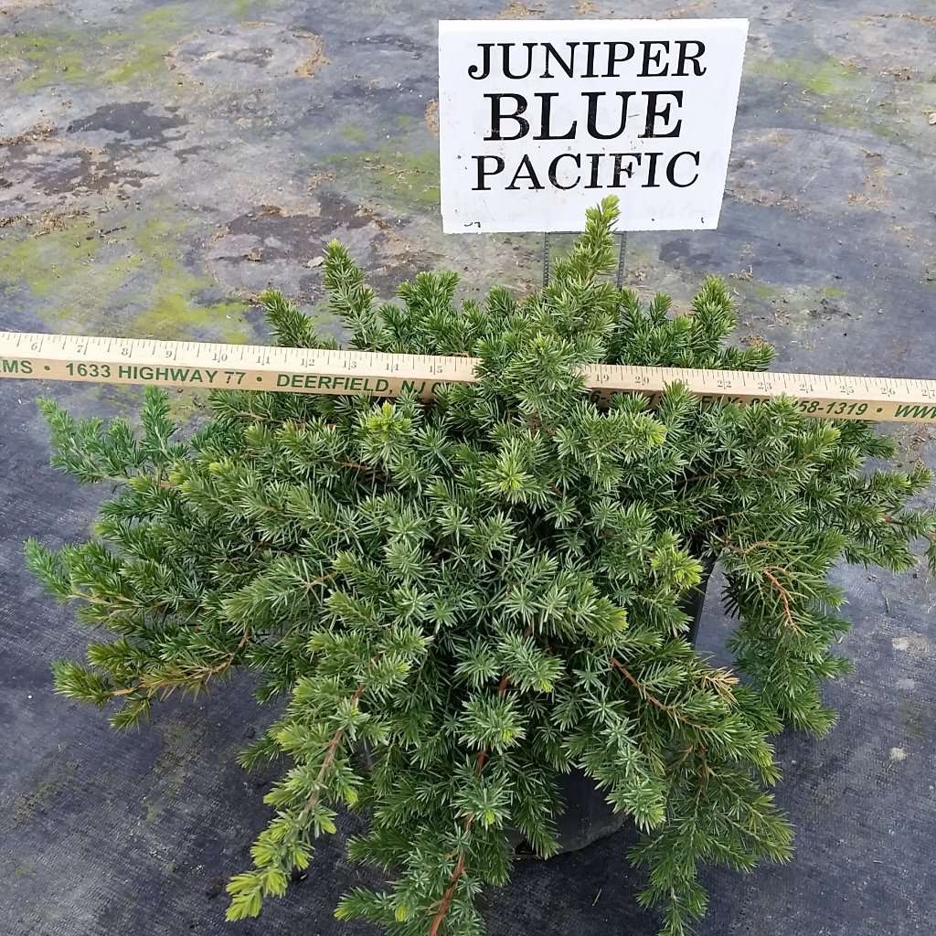 blue pacific juniper