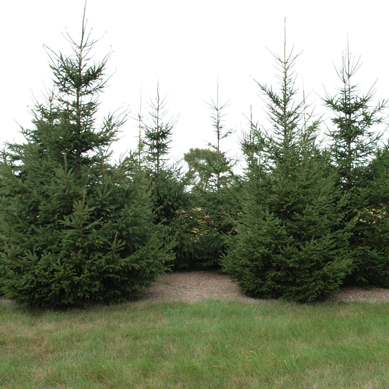 Buy Norway Spruce Online Deer Resistant Evergreen Tree Bay Gardens