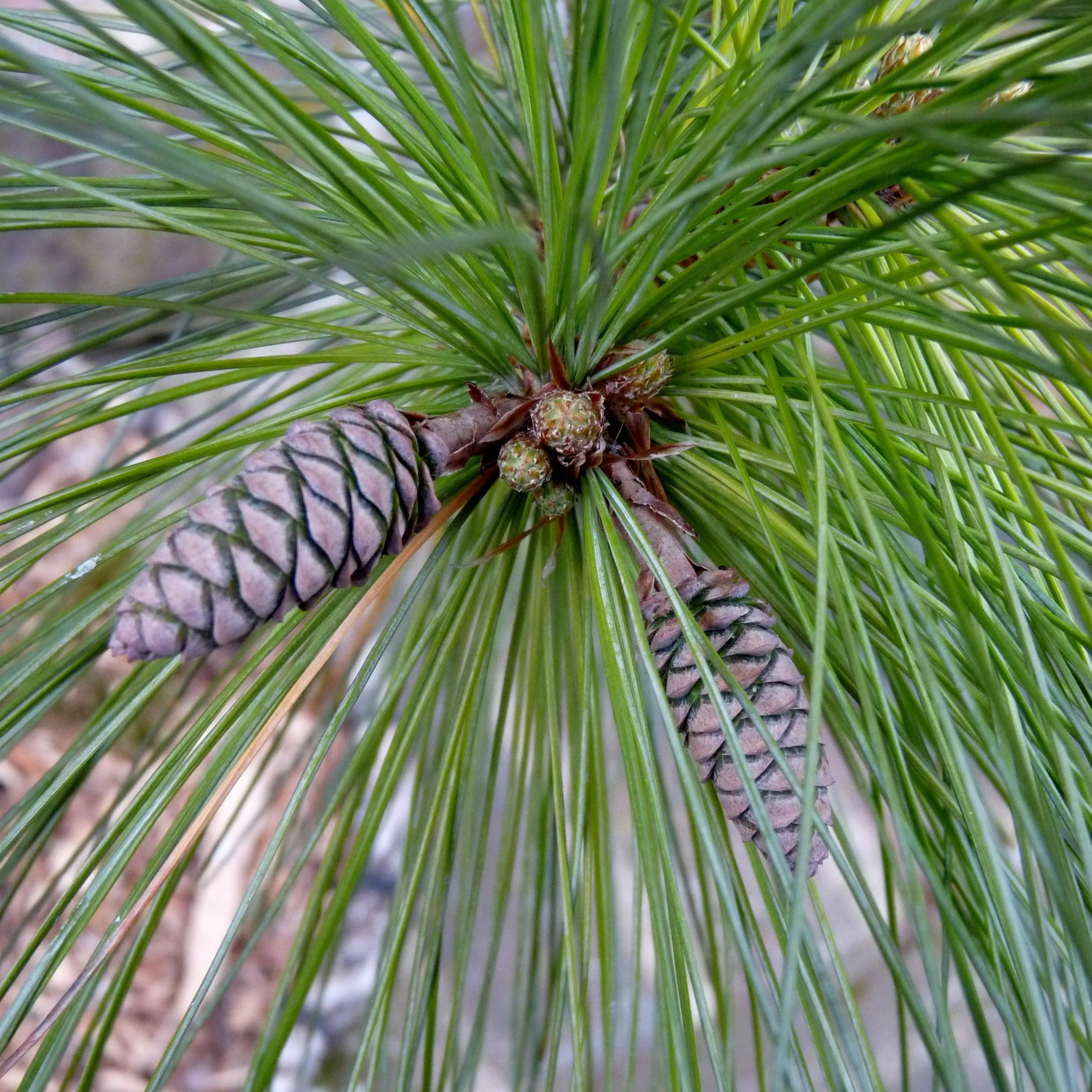 eastern white pine