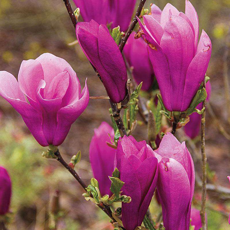 Buy 'Jane' Magnolia Online | Flowering Trees for Sale ...