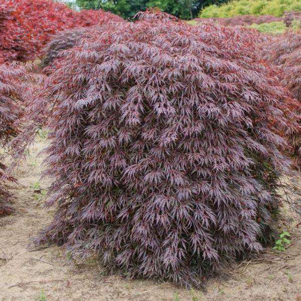 planting a tamukeyama japanese maple in container