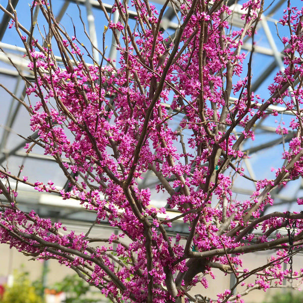 Buy Rising Sun Redbud Online Flowering Trees Bay Gardens   IMG 1738 2939966a Cf66 4ea5 B5c9 578505fec9e2 Grande.JPG