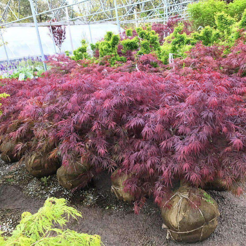 Buy Tamukeyama Japanese Cutleaf Maple Online Bay Gardens   IMG 5219 800x.JPG