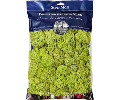 Reindeer Moss – Prairie Garden Trust