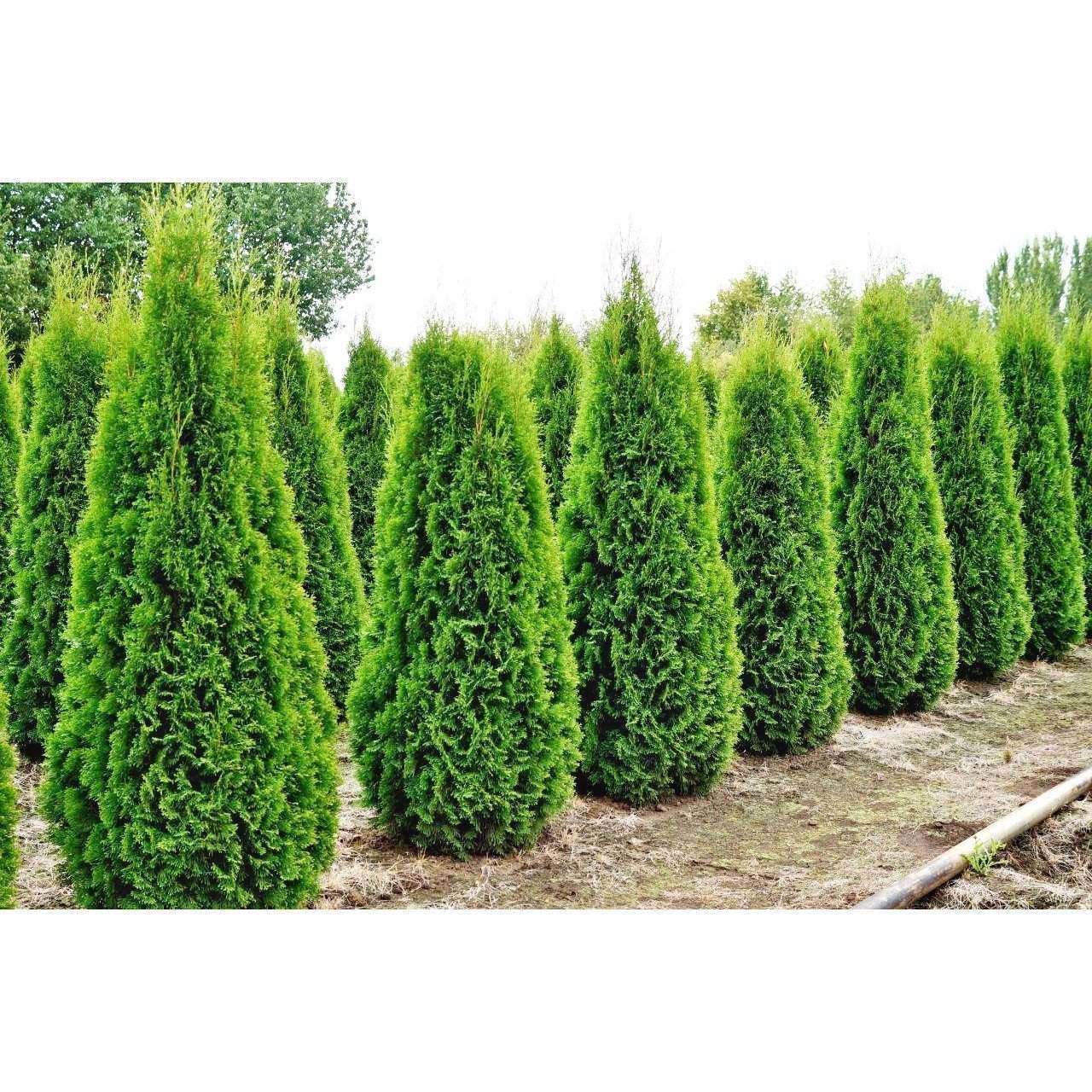 Buy Emerald Green Arborvitae Privacy Trees Online Bay Gardens   Thuja Occidentalis Emerald  13.JPG